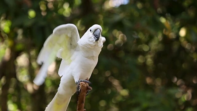 Beautiful white cockatoo resting on a branch in the forest