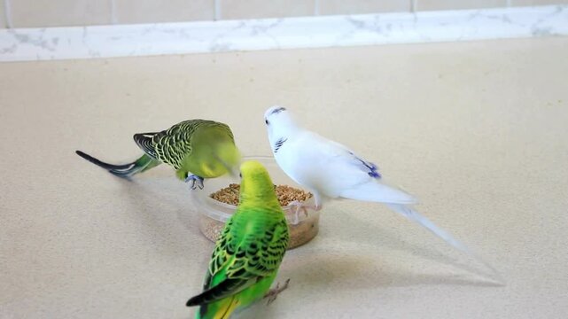 Three cute pet parakeets eating seeds from a plastic bowl
