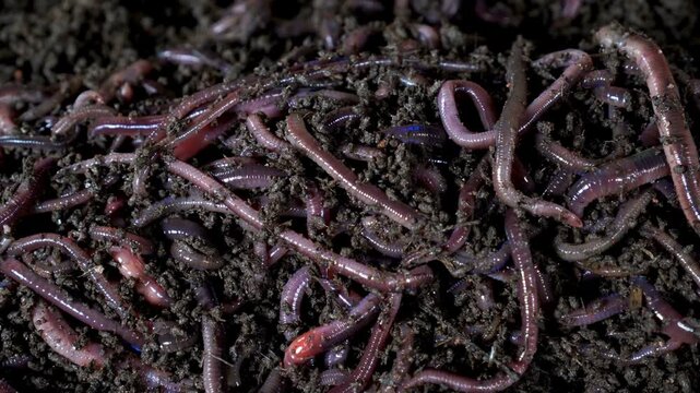Large group of live earthworms wriggling in dark fertile compost