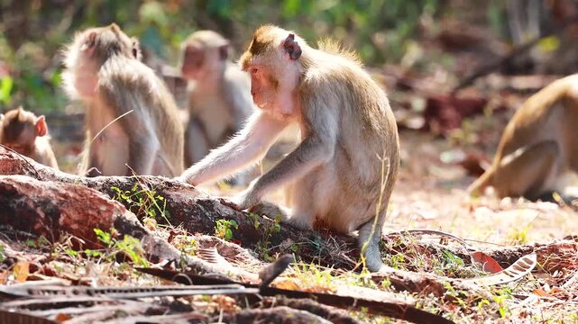Group of macaque monkeys foraging in tropical forest environment and eating food on ground.