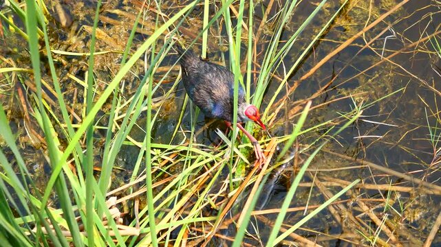Purple Swamphen ( Porphyrio porphyrio ) eating reed on water in wetland, The blue waterbird has colorful beaks and red long legs in lake,Thailand