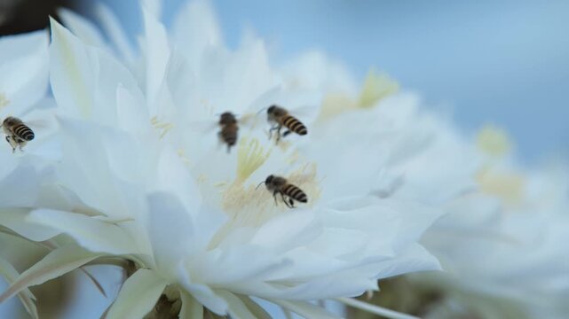 Bees pollinating a beautiful white flower.