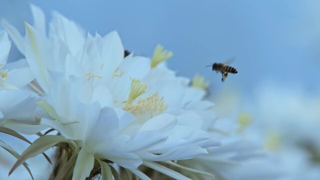 Bees pollinating white flowers under soft light.