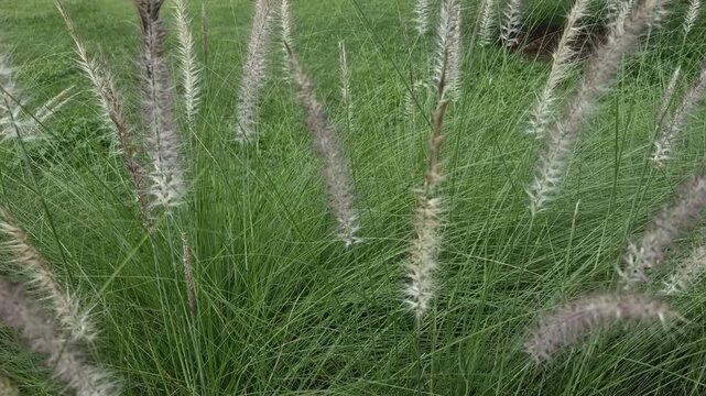 Close-up of alang-alang grass (Imperata cylindrica) swaying in the wind under bright daylight, with silky white flower spikes moving gently across a tropical field.