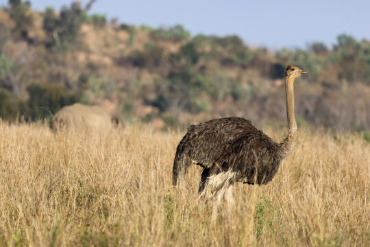 View of an ostrich standing in tall dry grass with a rhinoceros in the background under a clear sky in Waterberg District Municipality, Limpopo, South Africa.