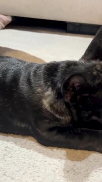 An authentic closeup of a brindle French bulldog puppy lying on a carpet and enjoying a natural chew bone. Perfect for pet wellness and animal care content.