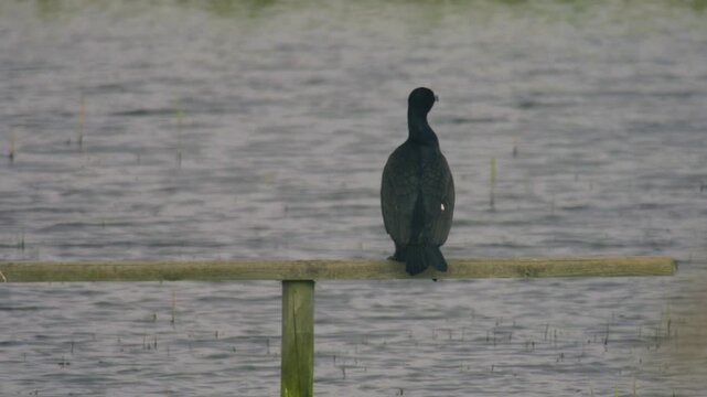 Cormorant perched on wooden post over water, preening its feathers in a calm natural setting. Wildlife behaviour captured in a simple, minimal composition.