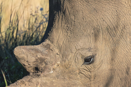 View of a close-up of a rhinoceros head showing detailed wrinkled skin and a dark eye in the savanna of Waterberg District Municipality, Limpopo, South Africa.