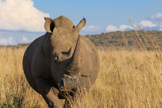 View of a white rhinoceros walking through tall dry grass in the savanna at Waterberg District Municipality, Limpopo, South Africa.