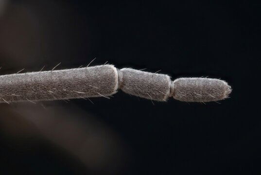 Extreme macro of sowbug antennae segments and sensory setae