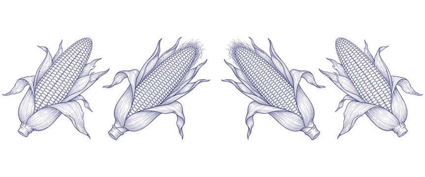 Illustration of four ears of corn with husks blue ink sketch drawing isolated on white background agricultural vegetable.