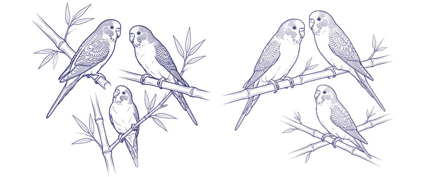 Budgie parakeet birds on bamboo branches blue ink sketch illustration set avian nature wildlife drawing for design art.