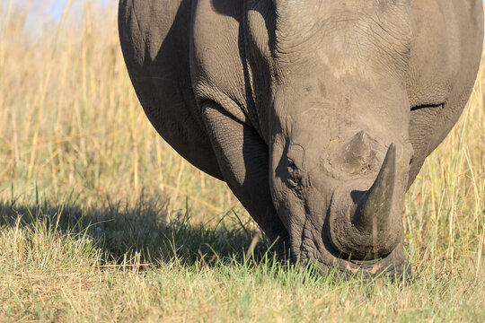 View of a white rhinoceros grazing in the tall dry grass of the savanna under bright sunlight in Waterberg District Municipality, Limpopo, South Africa.