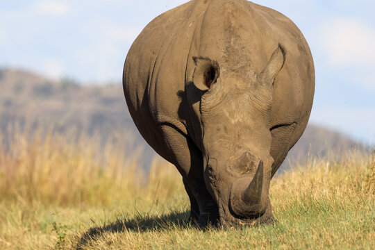 View of a large white rhinoceros walking through the golden savanna grass with hills in the background Waterberg District Municipality, Limpopo, South Africa.