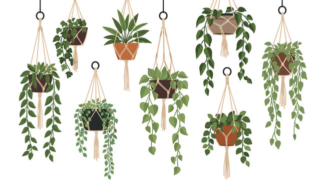Collection of various indoor plants in macrame hanging planters against a plain white background for home interior inspiration.