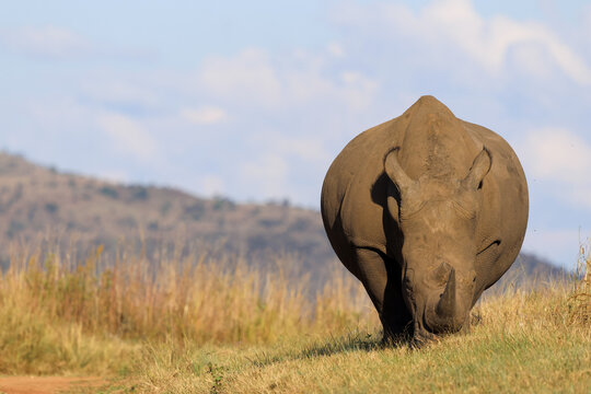 View of a large rhinoceros grazing in the dry grass of the savanna with rolling hills under a clear sky in Waterberg District Municipality, Limpopo, South Africa.