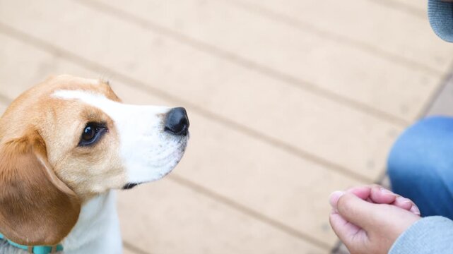 飼い主を見つめるアイコンタクトをするビーグル、おやつをもらうクローズアップの動画