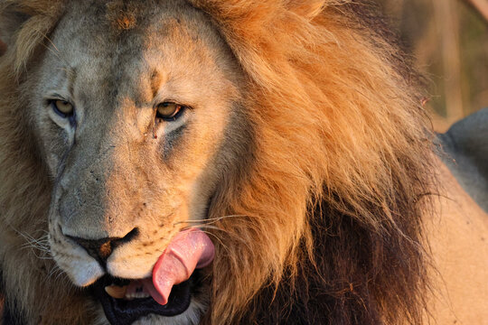View of a majestic male lion licking its lips with its pink tongue showing, featuring a thick mane in the warm golden light Waterberg District Municipality, Limpopo, South Africa.