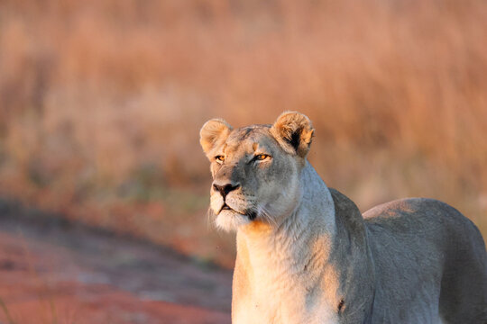 View of a lioness standing in the savanna during golden hour with warm sunlight on her face in Waterberg District Municipality, Limpopo, South Africa.