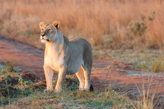 View of a lioness standing on a dirt track in the savanna during golden hour with warm sunlight and dry grass Waterberg District Municipality, Limpopo, South Africa.