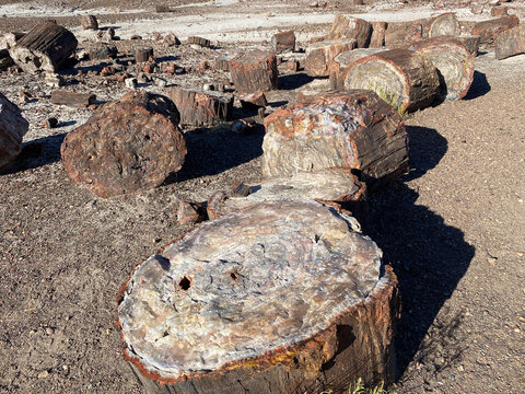 Crystal Forest at Petrified Forest National Park in Arizona. Late Triassic, downed trees were covered by volcanic ash. Silica formed quartz crystals which replaced organic matter petrifying the wood.