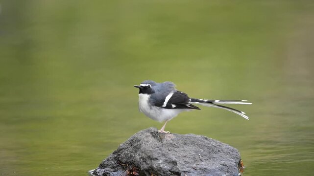 Beautiful Slaty-backed Forktail bird perching on a wet rock in a river against a smooth green water background