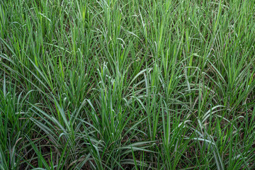 Fototapeta premium Close Up of Sugarcane Plantation Field Ready for Harvest Agriculture Landscape