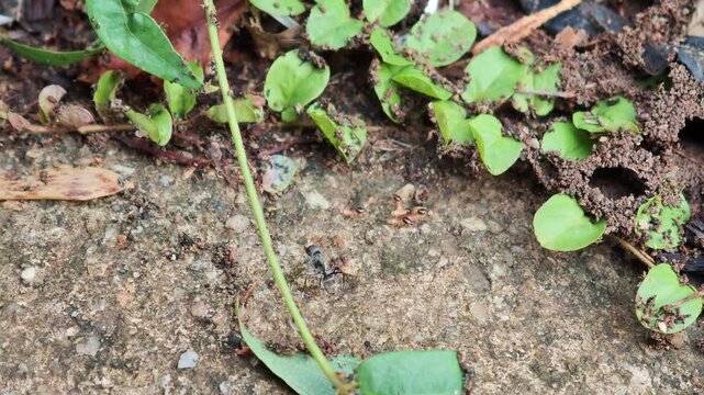 A termites on the ground