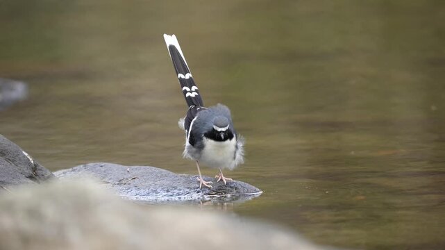 Front view of a Slaty-backed Forktail bird standing on a wet river rock with its tail raised high, showing distinct black and white patterns against a blurred water background