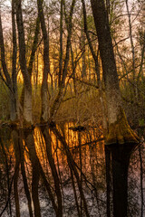 Fototapeta premium Stockholm, Sweden The Kyrksjolotens nature reserve near a small lake in the Bromma suburb at sunrise.