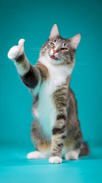 Animated cat shows approval with vibrant background and expressive eyes. Energetic tabby demonstrates affirmation through gesture amidst colorful scene with captivating eyes