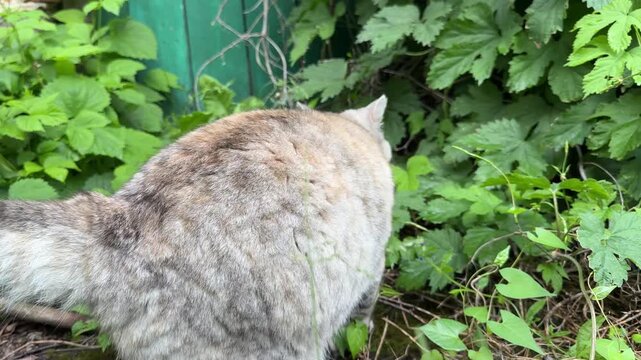 The cat sniffs hop leaves and gets angry.
