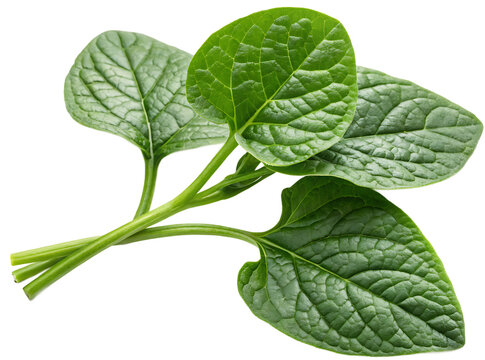 Malabar spinach isolated