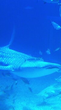 The Whale shark and school of various tropical fish swimming underwater. 4K