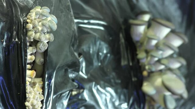 Time lapse of oyster mushrooms expanding in a cluster. Industrial cultivation of organic fungi in bags. Rapid development of edible mushrooms on farm.