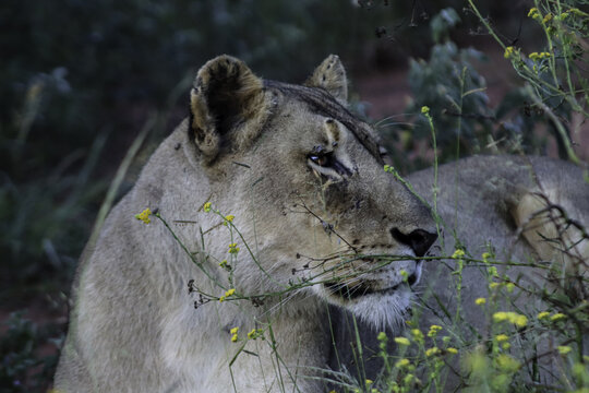 View of a lioness resting among green foliage and yellow wildflowers at Tumbeta Private Game Reserve in Thabazimbi, Limpopo, South Africa.