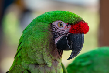 Naklejka premium Green Harlequin Macaw Parrot Portrait Close Up Headshot Portrait