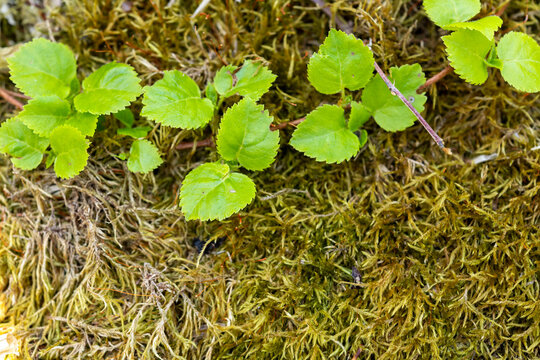 苔の上に広がる漆の若葉・北海道の山中に自生するウルシ