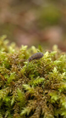 Obraz premium Small lizard eats an insect on green moss in a natural environment, simple food chain scene