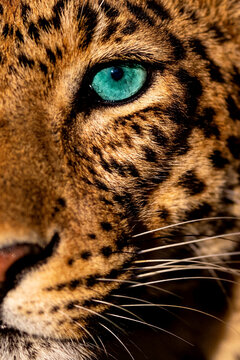 A realistic picture of an animal with a unique teal eye with a close-up of the leopard's face