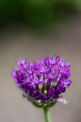 Obraz premium Close-up of blossoms and buds of velvet German garlic (allium lusitanicum)