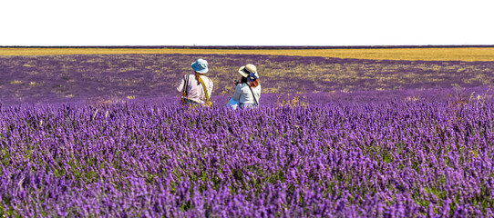 Champ de lavande, plateau de Valensole © Unclesam