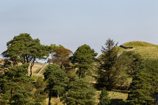 View of Vindolanda Roman fort ruins and stone walls stretching across rolling green hills behind a dense cluster of trees Hexham, England, United Kingdom.