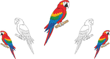 Tropical scarlet macaw parrot vector illustration set featuring colorful bird on branch and black and white line art, © Mousumi