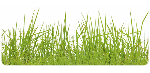 Fototapeta premium Des herbes 
