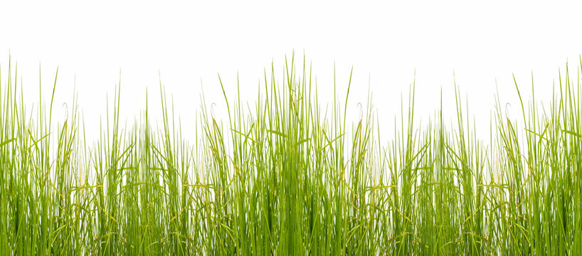 Herbes 