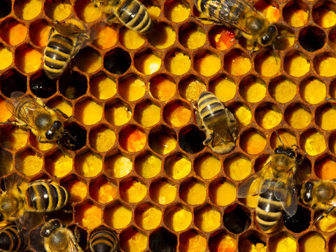 Close up pollen in honeycombs. 