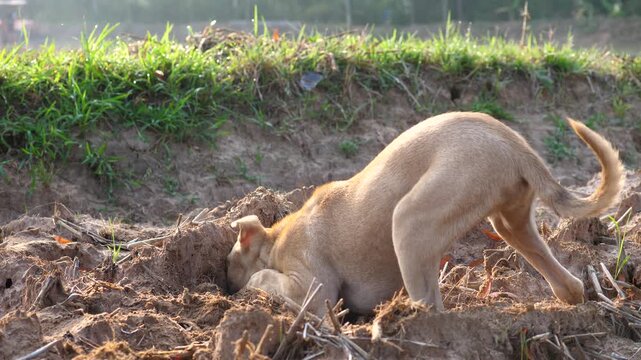 A little dog is digging in the rice field; the dog is happy with nature.
