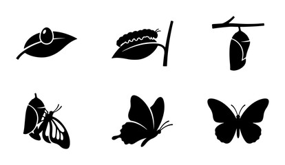 Butterfly Life Cycle Icons, Insect Metamorphosis Stages Vector Set, Nature Transformation Graphics, Biology Education Symbols © Raju