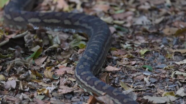 Coastal carpet python snake crawling through dry autumn leaves on forest floor.